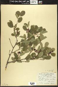 Amelanchier spicata image