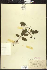 Amelanchier laevis image