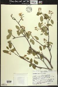 Amelanchier sanguinea image