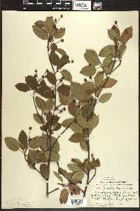 Amelanchier laevis image