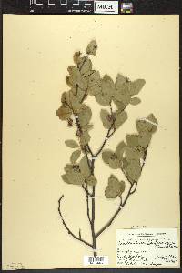 Amelanchier bartramiana image