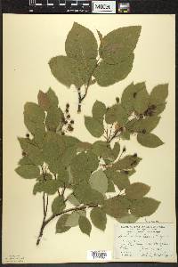 Amelanchier laevis image