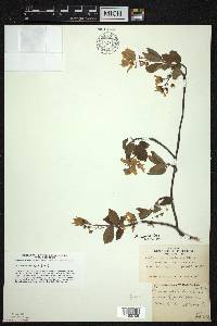 Amelanchier laevis image