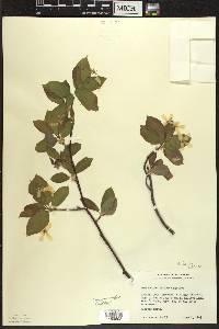 Amelanchier laevis image