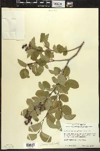 Amelanchier sanguinea image