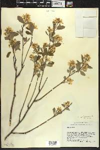 Amelanchier spicata image