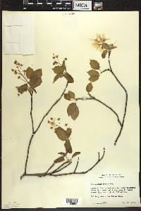 Amelanchier laevis image