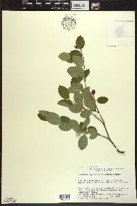 Amelanchier bartramiana image