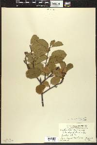 Amelanchier sanguinea image