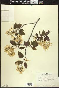 Amelanchier laevis image