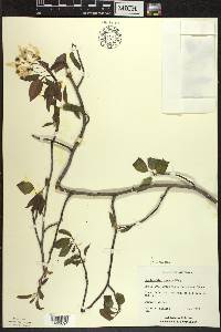 Amelanchier laevis image