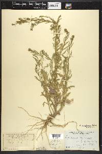 Lepidium densiflorum image