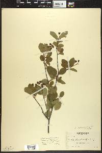 Amelanchier spicata image