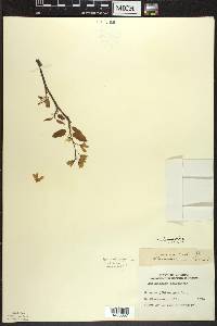 Amelanchier laevis image