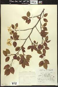 Amelanchier laevis image