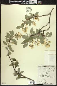 Amelanchier sanguinea image