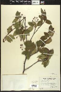 Amelanchier laevis image