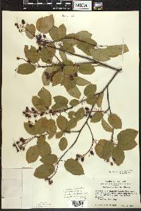 Amelanchier sanguinea image