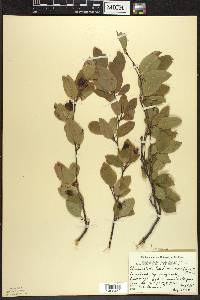 Amelanchier bartramiana image