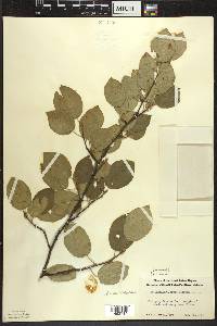 Amelanchier laevis image