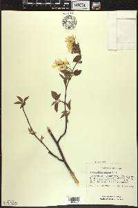 Amelanchier laevis image