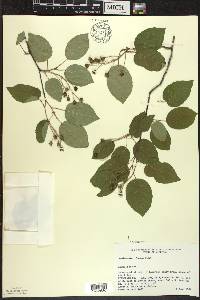 Amelanchier laevis image