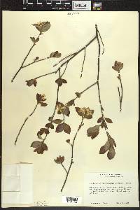 Amelanchier bartramiana image