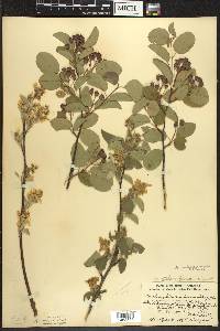 Amelanchier spicata image