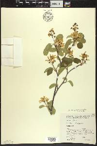 Amelanchier sanguinea image