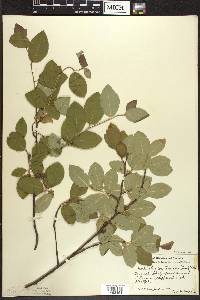 Amelanchier bartramiana image