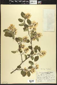 Amelanchier sanguinea image