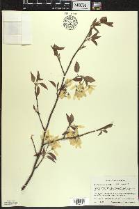 Amelanchier laevis image