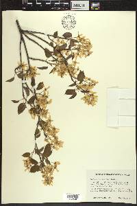 Amelanchier interior image