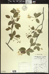 Amelanchier laevis image