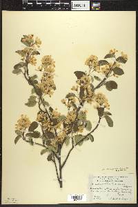 Amelanchier sanguinea image