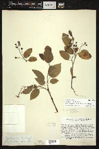 Amelanchier laevis image