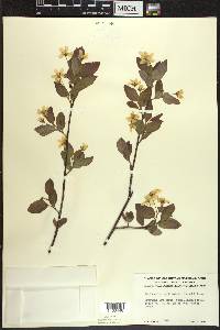 Amelanchier bartramiana image