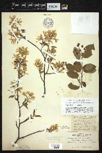 Amelanchier laevis image