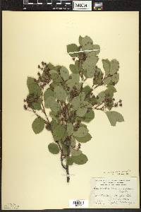 Amelanchier sanguinea image