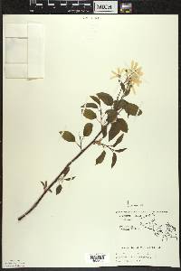 Amelanchier interior image