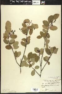 Amelanchier sanguinea image