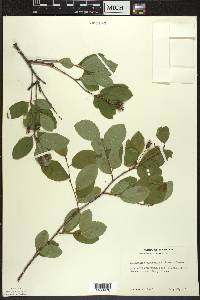 Amelanchier bartramiana image