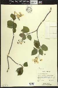 Amelanchier laevis image