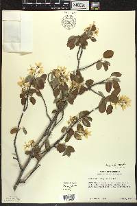 Amelanchier spicata image