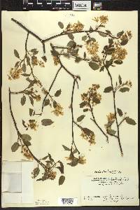 Amelanchier laevis image