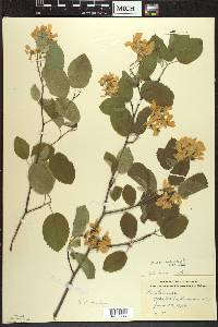 Amelanchier sanguinea image