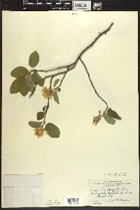 Amelanchier spicata image