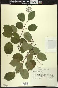 Amelanchier laevis image