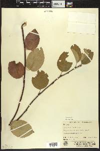 Amelanchier laevis image