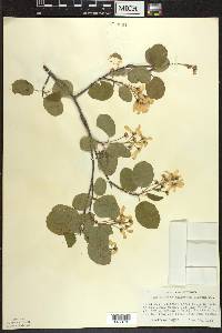 Amelanchier sanguinea image